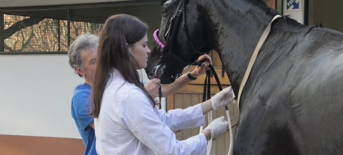 Doce cotejos en homenaje a los médicos veterinarios